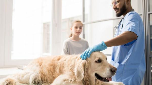 Las razas de perro que más visitan al veterinario y los problemas de salud más comunes que tienen - Golden retriever: una de las razas más populares que puede tener displasia y obesidad