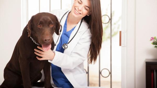 Las razas de perro que más visitan al veterinario y los problemas de salud más comunes que tienen - Labrador: obesidad y otros problemas que debes vigilar