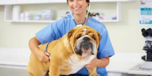 Las razas de perro que más visitan al veterinario y los problemas de salud más comunes que tienen