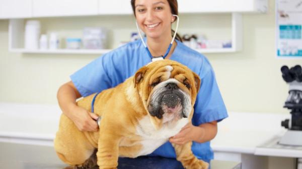 Las razas de perro que más visitan al veterinario y los problemas de salud más comunes que tienen