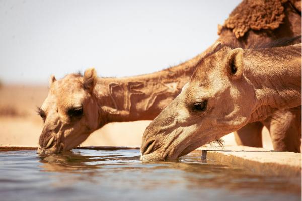 ¿Qué comen los camellos? - ¿Los camellos beben poca agua?