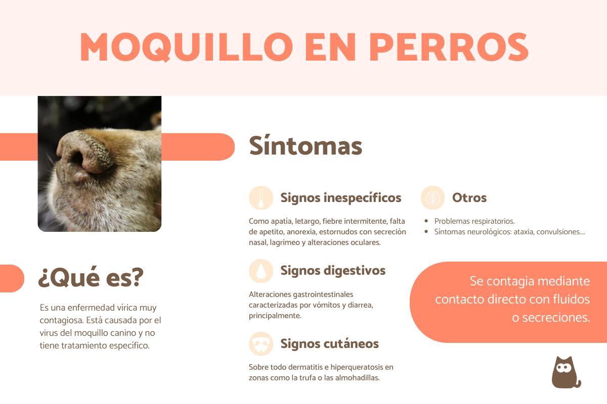 Moquillo en perros: síntomas, contagio y tratamiento