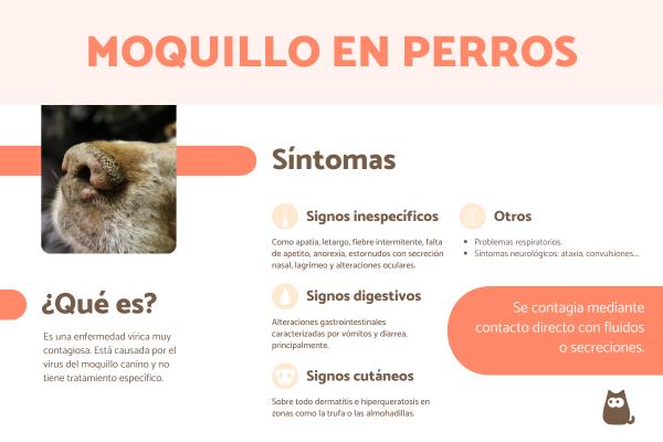 Moquillo en perros: síntomas, contagio y tratamiento