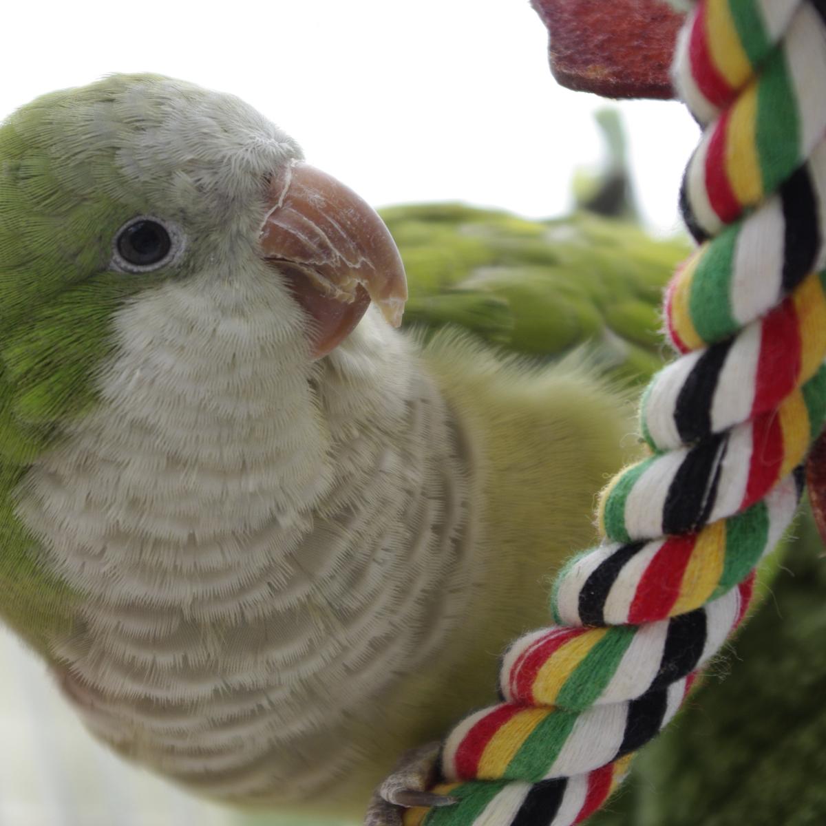 Nombres de cotorras machos y hembras