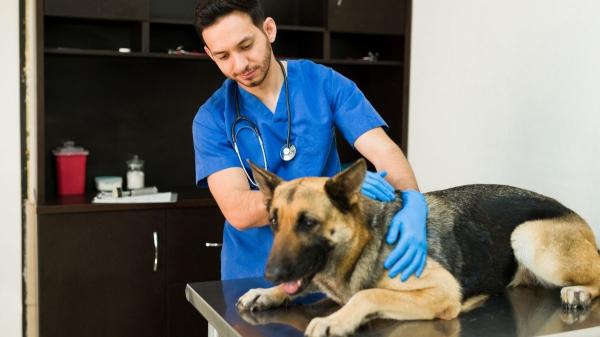 Las razas de perro que más visitan al veterinario y los problemas de salud más comunes que tienen - Pastor alemán: las dolencias más comunes de esta raza que preocupan a los veterinarios