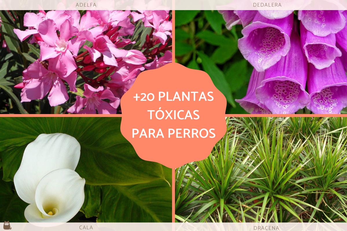 Plantas tóxicas para perros