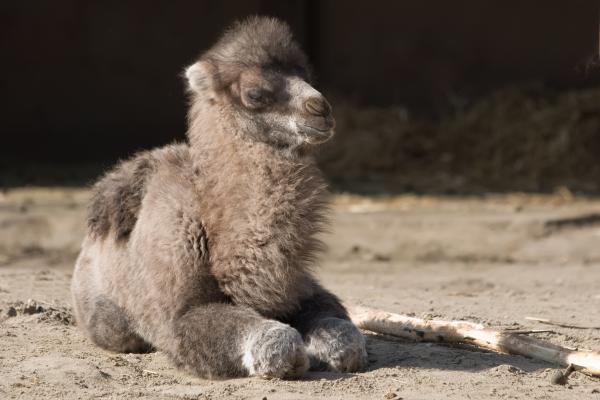 ¿Qué comen los camellos? - ¿Qué comen los camellos bebés?
