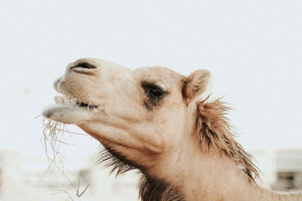 ¿Qué comen los camellos? - ¿Qué comen los camellos salvajes?