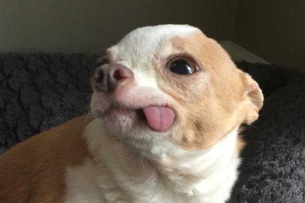 Moquillo en perros: síntomas, contagio y tratamiento - Secuelas del moquillo en perros