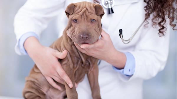 Las razas de perro que más visitan al veterinario y los problemas de salud más comunes que tienen - Shar pei: una raza con mucha tendencia a los problemas de piel