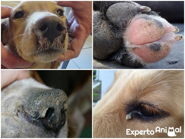 Moquillo en perros: síntomas, contagio y tratamiento - Síntomas del moquillo en perros y etapas