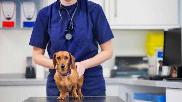 Las razas de perro que más visitan al veterinario y los problemas de salud más comunes que tienen - Teckel: el problema de espalda que más lo lleva al veterinario