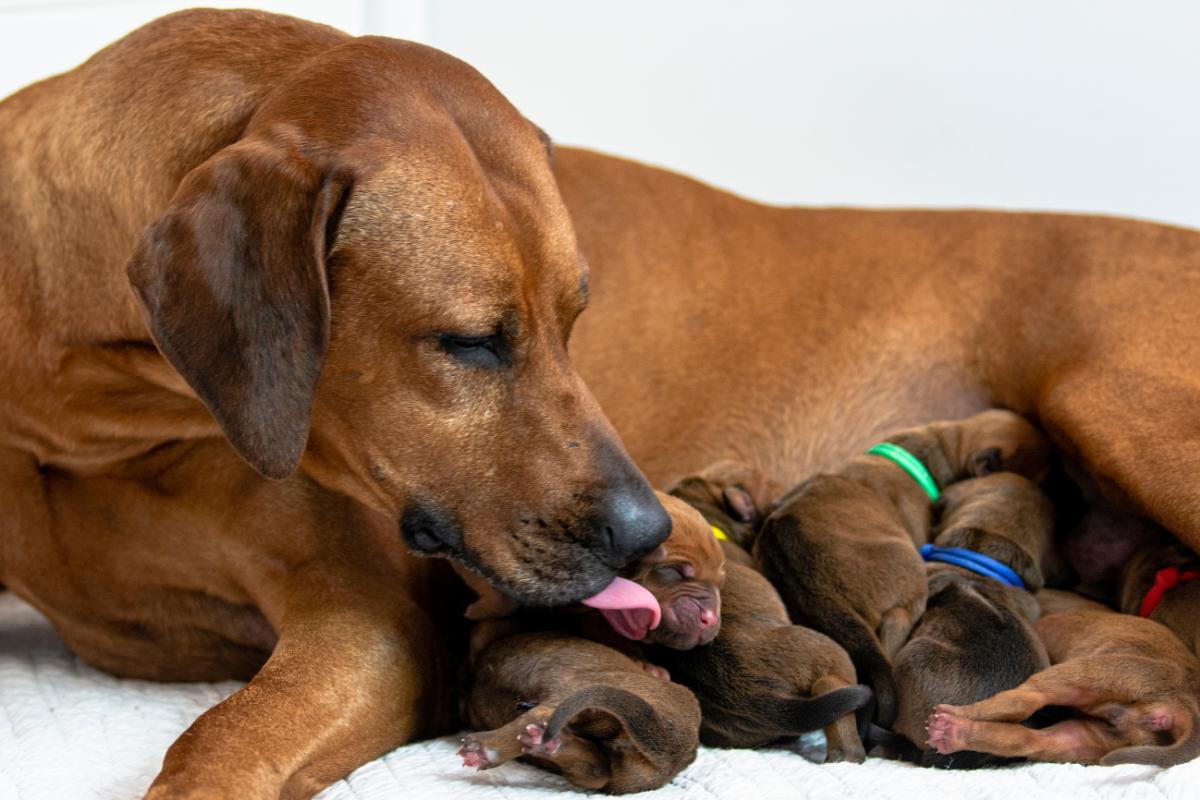 ¿Cuándo desparasitar a una perra después del parto?