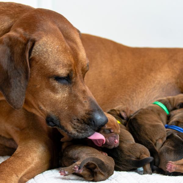 con qué frecuencia debo desparasitar a mi perra embarazada
