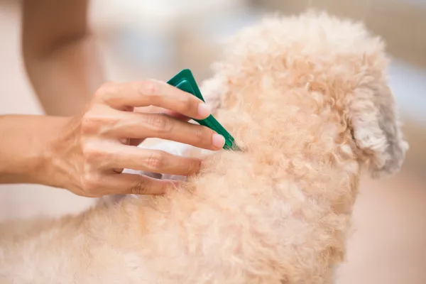 con que puedo desparasitar a mi perra embarazada