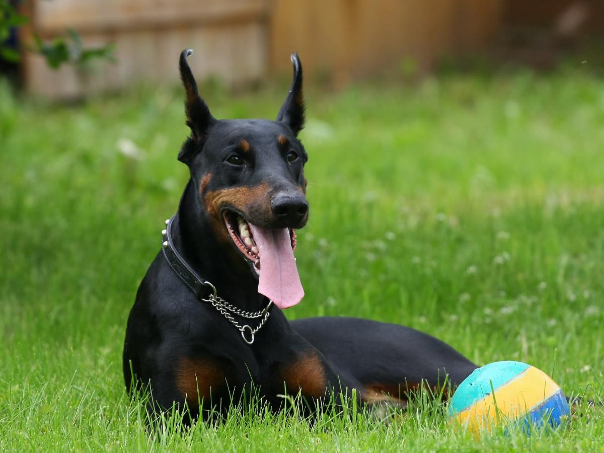 El origen del Doberman