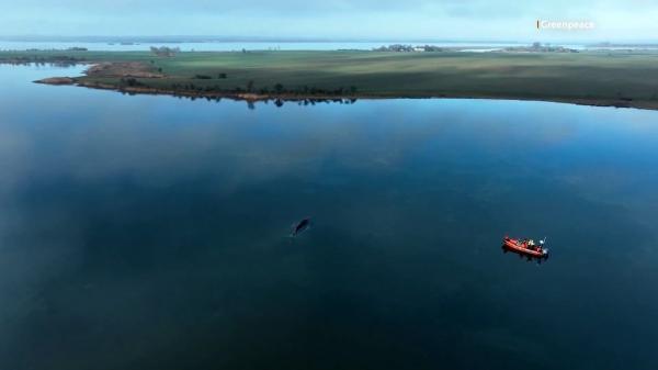 El último intento por salvar a Timmy, la ballena que sigue varada en Alemania y podría no resistir - El papel del comportamiento y el desgaste físico