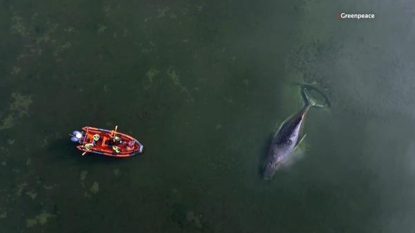 El último intento por salvar a Timmy, la ballena que sigue varada en Alemania y podría no resistir - El rescate desesperado por salvar a Timmy: un plan extremo que mantiene la esperanza