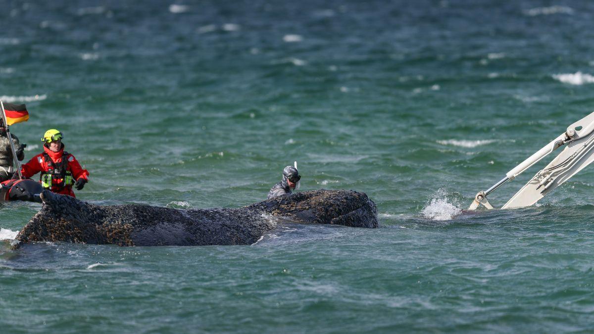 El último intento por salvar a Timmy, la ballena que sigue varada en Alemania y podría no resistir