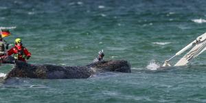 El último intento por salvar a Timmy, la ballena que sigue varada en Alemania y podría no resistir