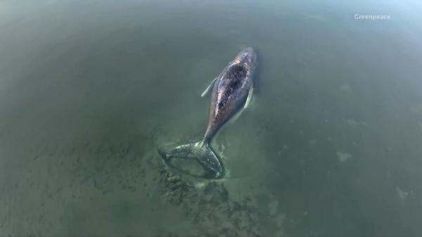 El último intento por salvar a Timmy, la ballena que sigue varada en Alemania y podría no resistir - Qué le ocurrió a Timmy: las claves de cómo llegó hasta el Báltico