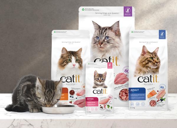 Destete en gatitos: cuándo y cómo - ¿Cómo destetar a los gatitos?