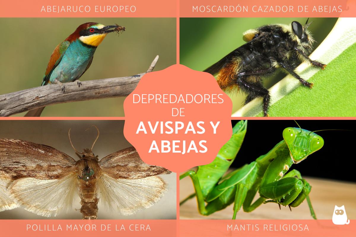 Depredadores de las avispas y abejas