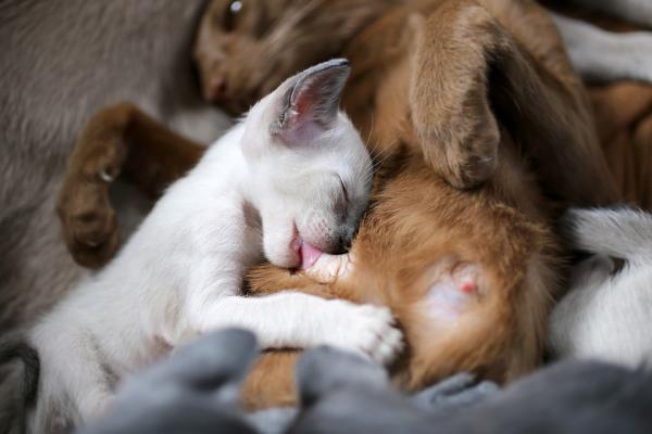 Destete en gatitos: cuándo y cómo