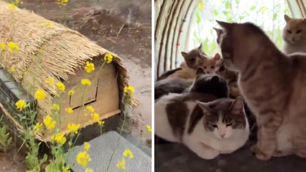 El tierno gesto de Japón con sus gatos callejeros: refugios de madera para protegerlos de la lluvia y las tormentas - El fenómeno viral detrás de los refugios para gatos en Japón