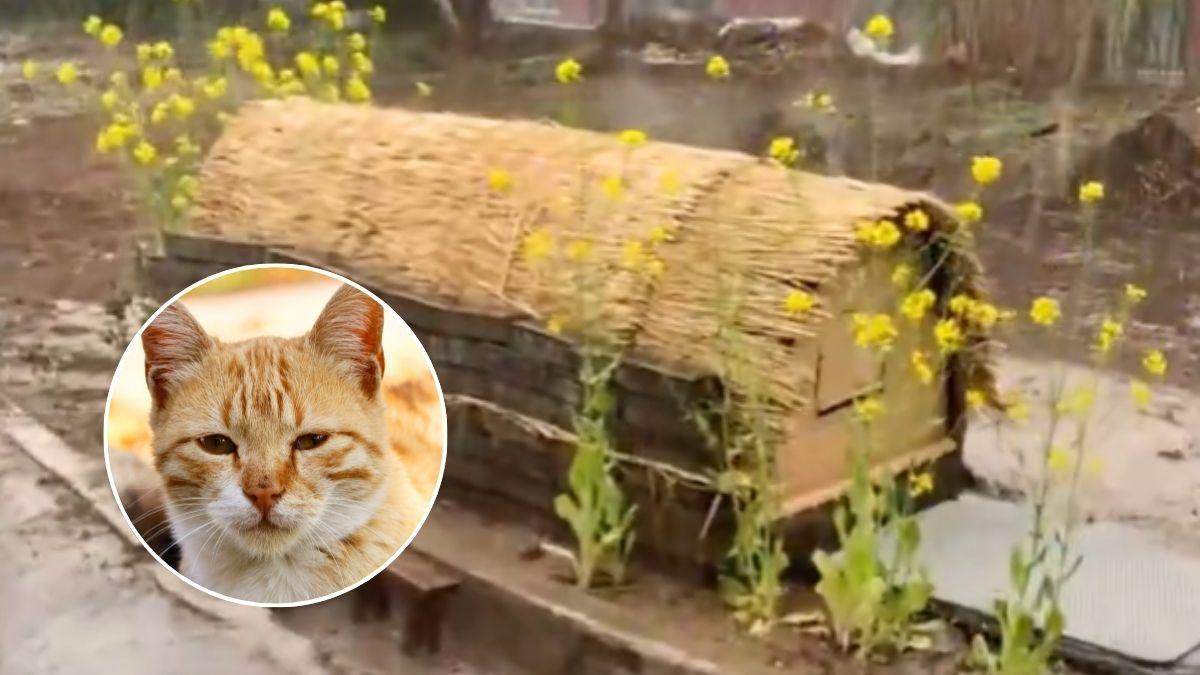 El tierno gesto de Japón con sus gatos callejeros: refugios de madera para protegerlos de la lluvia y las tormentas