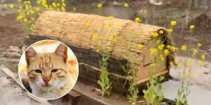El tierno gesto de Japón con sus gatos callejeros: refugios de madera para protegerlos de la lluvia y las tormentas