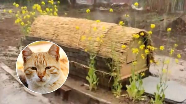 El tierno gesto de Japón con sus gatos callejeros: refugios de madera para protegerlos de la lluvia y las tormentas