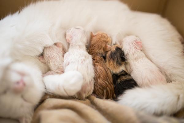 Destete en gatitos: cuándo y cómo - ¿Hasta qué edad los gatitos toman leche?