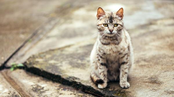 El tierno gesto de Japón con sus gatos callejeros: refugios de madera para protegerlos de la lluvia y las tormentas - La lluvia: un riesgo silencioso para la salud de los gatos callejeros
