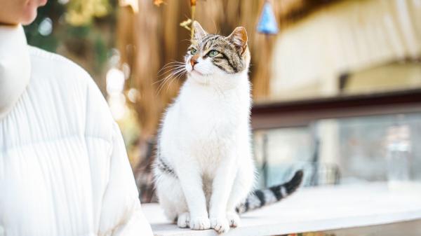 El tierno gesto de Japón con sus gatos callejeros: refugios de madera para protegerlos de la lluvia y las tormentas - La profunda conexión de Japón con los gatos