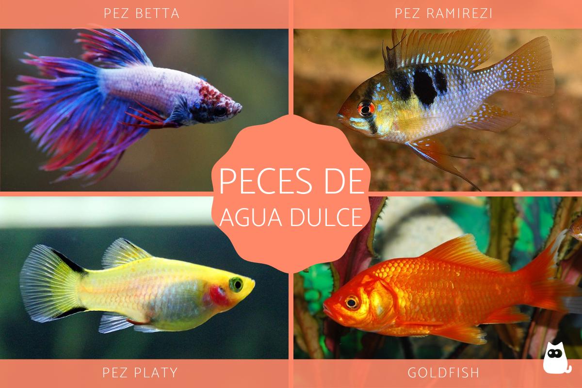 Peces de agua dulce para acuario - Tipos, nombres y fotos