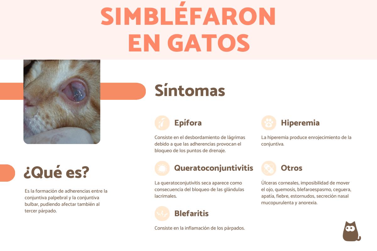 Simbléfaron en gatos: qué es, causas y tratamiento