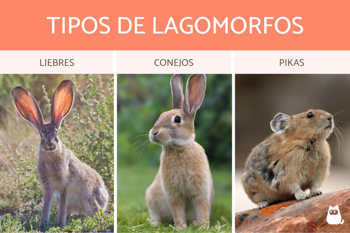 Lagomorfos - Definición, características y ejemplos