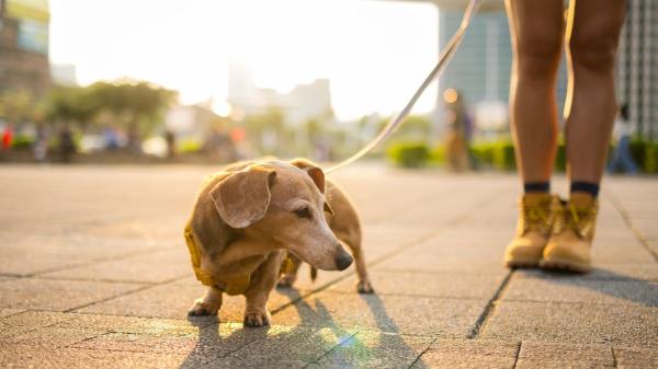 Los veterinarios recomiendan pasear a los perros a estas horas para evitar un golpe de calor en verano - Las horas recomendadas para pasear a tu perro cuando hace mucho calor