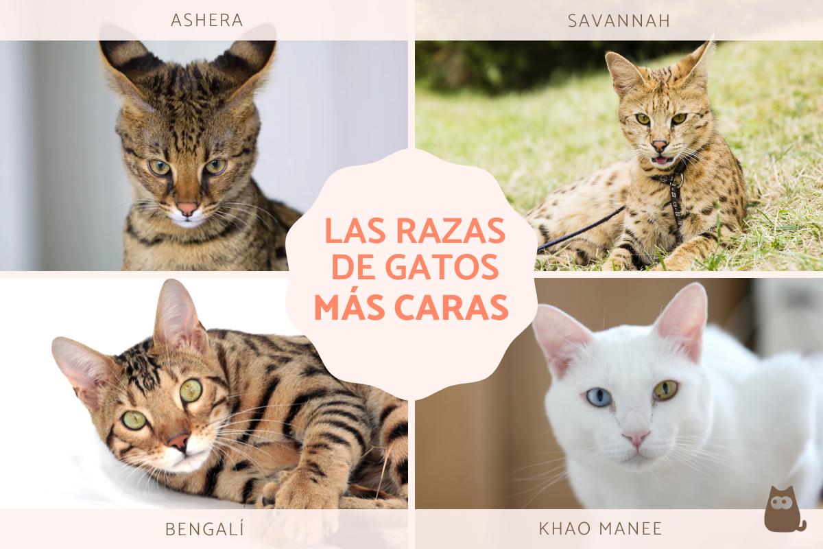 Los gatos más caros del mundo