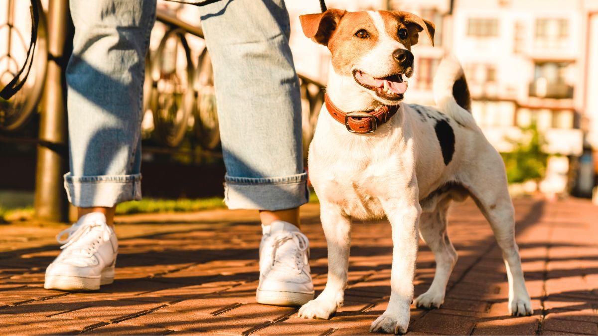 Los veterinarios recomiendan pasear a los perros a estas horas para evitar un golpe de calor en verano