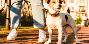 Los veterinarios recomiendan pasear a los perros a estas horas para evitar un golpe de calor en verano