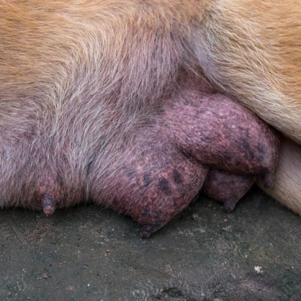 qué significa cuando los pezones de un perro macho están hinchados
