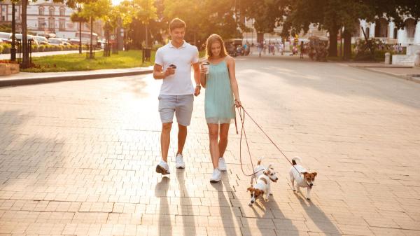 Los veterinarios recomiendan pasear a los perros a estas horas para evitar un golpe de calor en verano - Qué hacer si no puedes evitar pasear a tu perro durante las horas de calor
