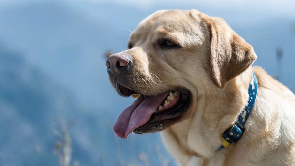 AEMET y veterinarios alertan: la ola de calor también pone en riesgo a perros y gatos en España - A partir de 32ºC todos los perros están en riesgo: el aviso ante la ola de calor en España