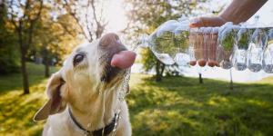 AEMET y veterinarios alertan: la ola de calor también pone en riesgo a perros y gatos en España