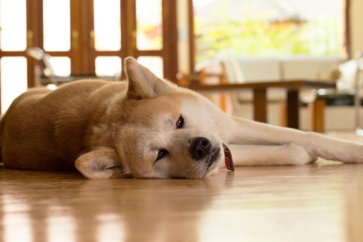 Mi perro no puede andar de repente - Causas y qué hacer
