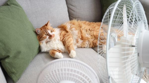AEMET y veterinarios alertan: la ola de calor también pone en riesgo a perros y gatos en España - Ni paseos al mediodía ni coches ni terrazas: los errores que ponen en riesgo a perros y gatos con calor