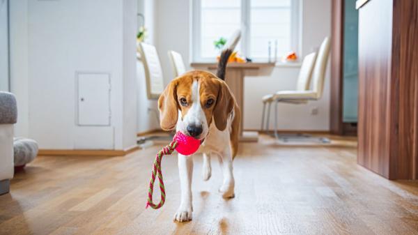 Patricia, educadora canina: “Si tu perro no duerme cuando se queda solo, podría tener problemas de estrés” - Hiperapego, sobreestimulación o deuda del sueño: las posibles causas del insomnio de tu perro