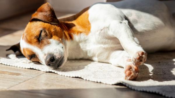 Patricia, educadora canina: “Si tu perro no duerme cuando se queda solo, podría tener problemas de estrés” - Los perros duermen muchas más horas que las personas